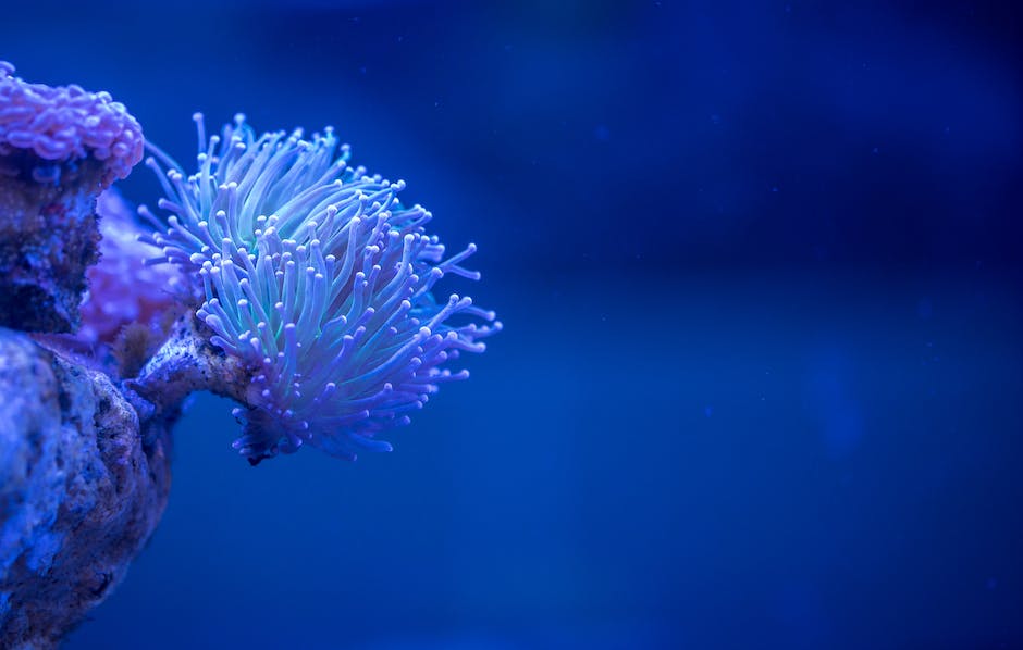 Licht im Aquarium- Eine anleitung zur Bestimmung der täglichen Brenndauer