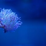aquariumbeleuchtung