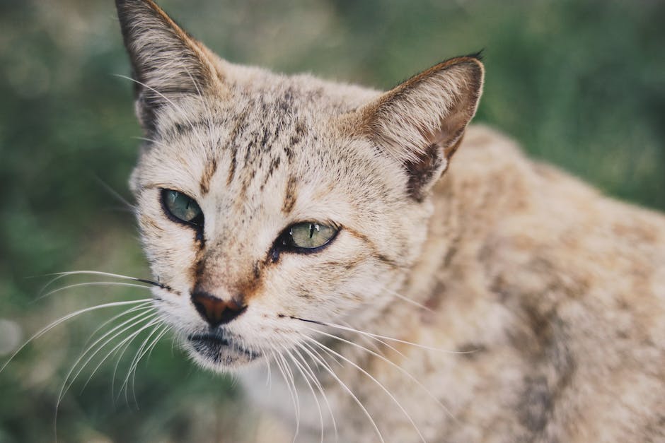 Entdecke Welches Licht mögen Katzen? Lichtverhältnisse für dein Haustier